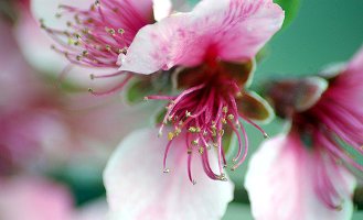 peach blossom