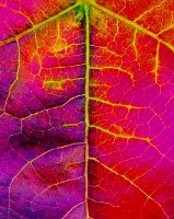 up close with a California autumn leaf