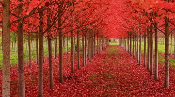 Under A Blood Red Sky