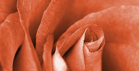 rust-colored rose