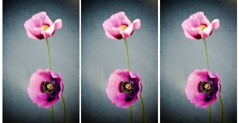 Purple Poppies