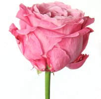 pink rose