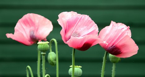 3-poppies