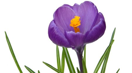 crocus