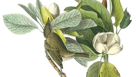 Warbler, John James Audubon