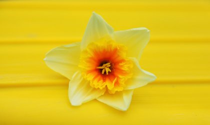 daffodil on yellow