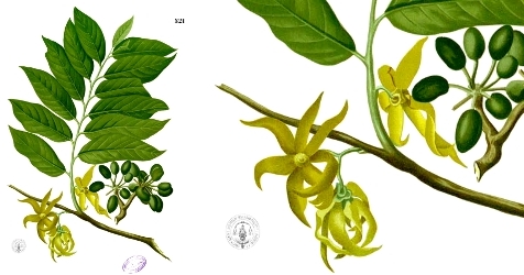 Cananga odorata, ylang ylang