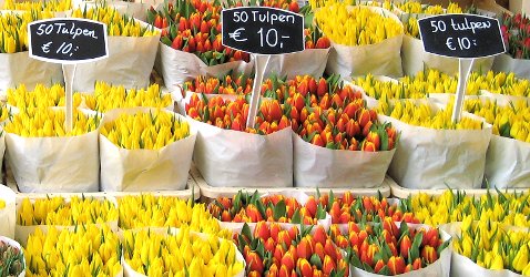 tulips