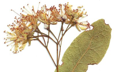 Linden, dried leaf and flower