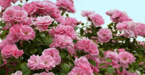Climbing roses