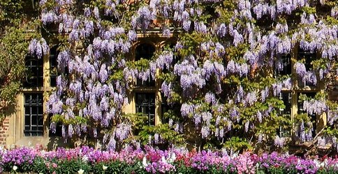 Wisteria wall