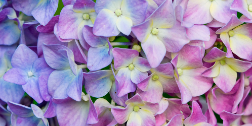 hydrangea