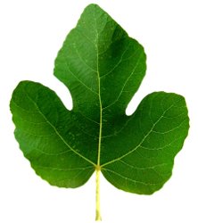 fig leaf