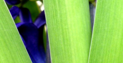 Hyacinth and leaves