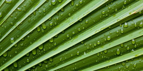 Raindrops on Palm Fronds