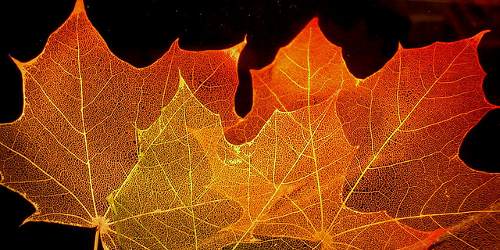 Maple Leaf Structure