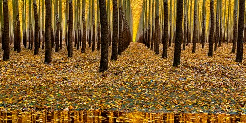 Poplar trees reflection