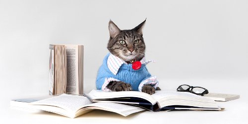 Max the Brown Tabby Cat with Books