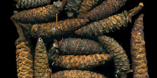 where the fairies dwell