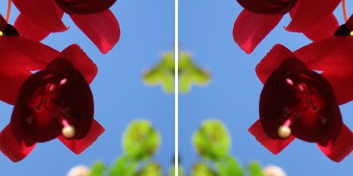 2148 Blue skies and fuschias