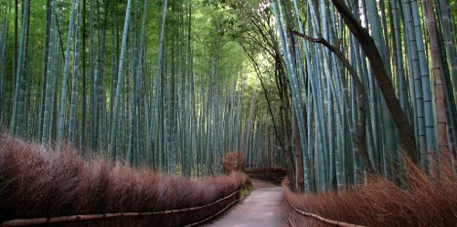 Kyoto path