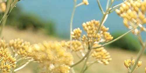 L'Occitane immortelle image