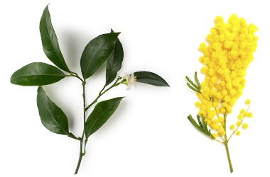 Lush Furze components