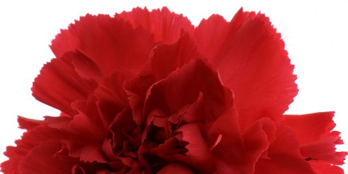 red carnation