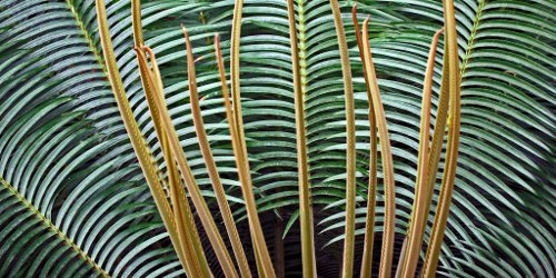 palm fronds
