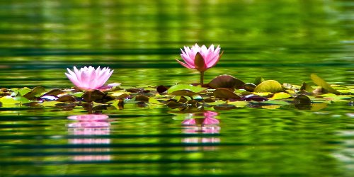 Nenúfar, water lily