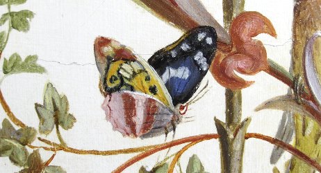 butterfly from Brumidi fresco
