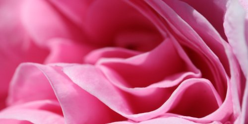 layers of pink petals