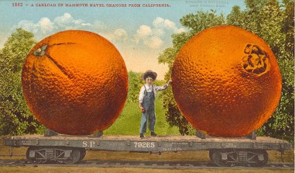 Vintage postcard: navel oranges