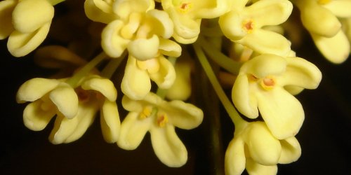 osmanthus