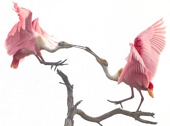 roseate spoonbill courtship dance