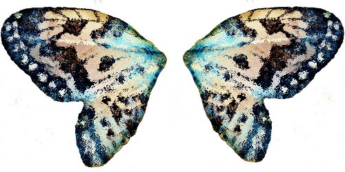 butterfly wings