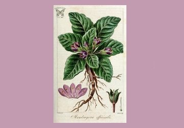 Mandragora officinarum