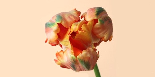 orange tulip