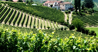 Italian vineyard