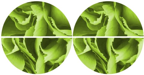 green carnation circles