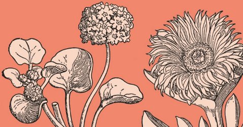 Miller Harris brand graphic