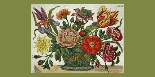 The New Book of Flowers, illustration