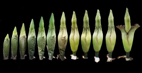 Alice the Amorphophallus