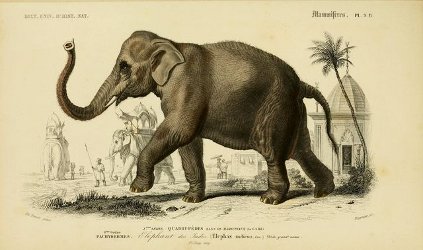 elephant