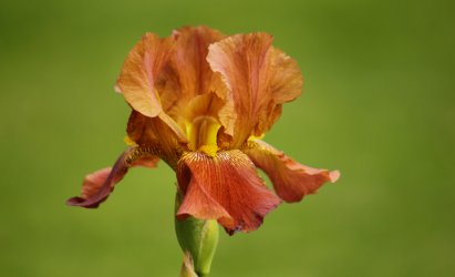 orange iris on green