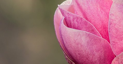 tulip magnolia