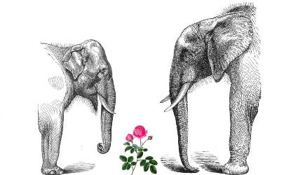 elephants and rose