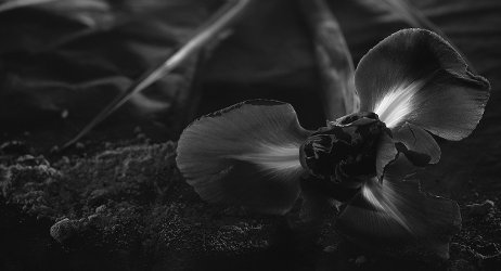 Naomi Goodsir Iris Cendré brand background image