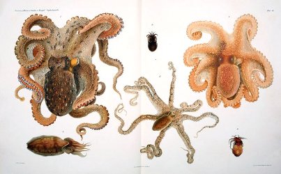 octopus