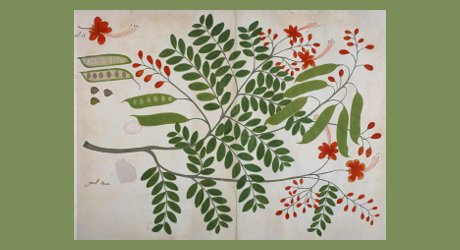 Caesalpinia pulcherrima